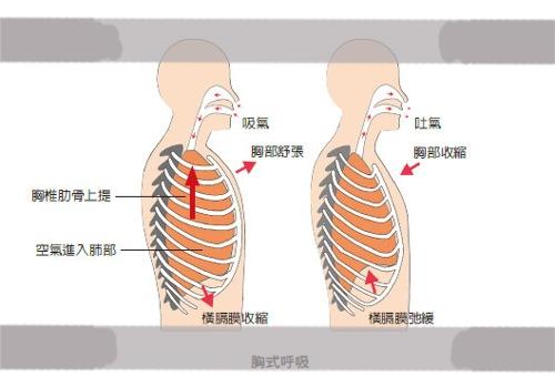 胸式呼吸