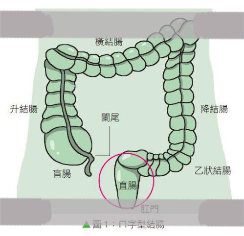 大肠、结肠、直肠位置