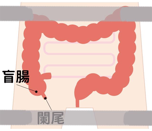 盲肠位置、阑尾位置